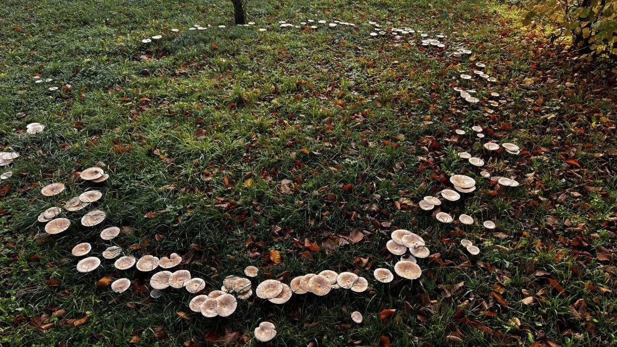 Velký kruh z hub se objevil na Novojičínsku. Lidé se na něj jezdí dívat